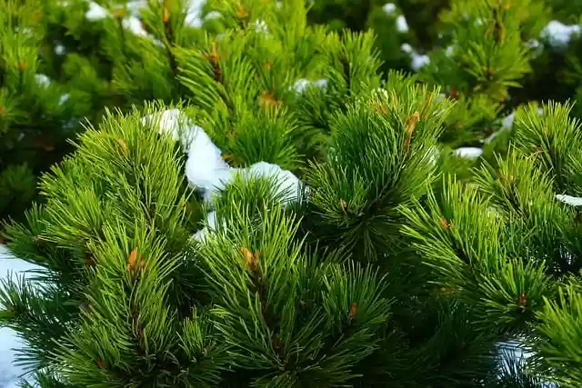 GIMP ücretsiz çevrimiçi resim düzenleyiciyle düzenlenecek ücretsiz indir çam ladin ağacı yeşil orman ücretsiz resmi