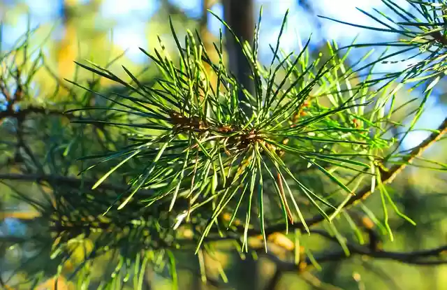 Free download pine tree pine needles forest free picture to be edited with GIMP free online image editor
