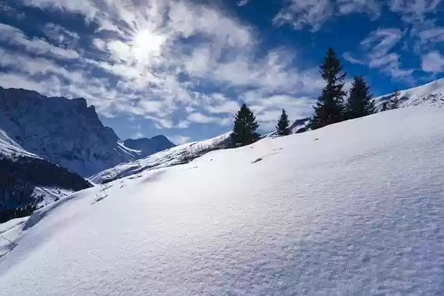 Free download pine trees snow slope winter free picture to be edited with GIMP free online image editor