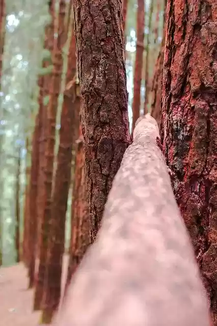 Free download Pine Tree Wagamon Kerala -  free free photo or picture to be edited with GIMP online image editor