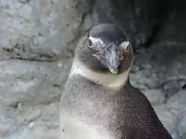 Free download Pingüiino Cold Snow -  free photo or picture to be edited with GIMP online image editor