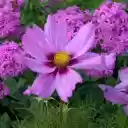 Pink and Purple Garden Flowers  screen for extension Chrome web store in OffiDocs Chromium