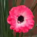 pink anemone  screen for extension Chrome web store in OffiDocs Chromium