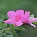 Pink azalea wallpaper  screen for extension Chrome web store in OffiDocs Chromium