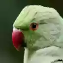 Pink billed Parrot  screen for extension Chrome web store in OffiDocs Chromium