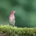 Pink Bird  screen for extension Chrome web store in OffiDocs Chromium