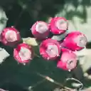 Pink Cactus Fruit  screen for extension Chrome web store in OffiDocs Chromium