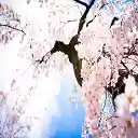 Pink Cherry Blossom Flowers  screen for extension Chrome web store in OffiDocs Chromium