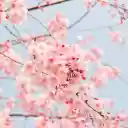 Pink Clouds, Petals Grace Blue Sky  screen for extension Chrome web store in OffiDocs Chromium