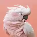 pink cockatoo wallpaper  screen for extension Chrome web store in OffiDocs Chromium