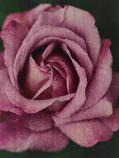 Free download Pink Flower -  free illustration to be edited with GIMP online image editor