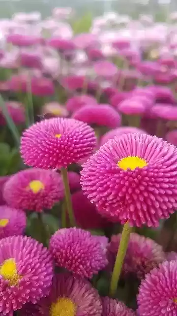 Free download Pink Flower Bellis Perennis Daisy -  free photo or picture to be edited with GIMP online image editor