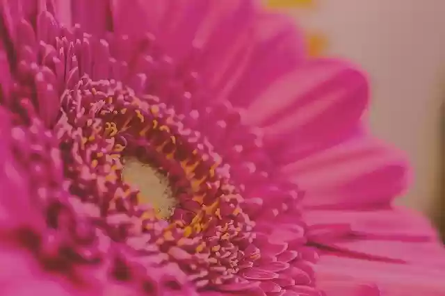 Free download Pink Flower Close Up -  free photo or picture to be edited with GIMP online image editor