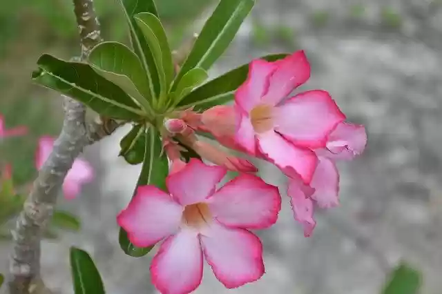 Free download Pink Flower Foliage Garden -  free photo or picture to be edited with GIMP online image editor