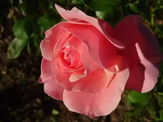 Free download Pink Flower Garden -  free photo or picture to be edited with GIMP online image editor