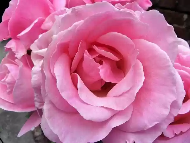 Безкоштовно завантажте безкоштовний шаблон фотографій Pink Flower Nature для редагування в онлайн-редакторі зображень GIMP
