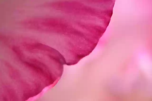 Free download Pink Flowers Petals -  free free photo or picture to be edited with GIMP online image editor