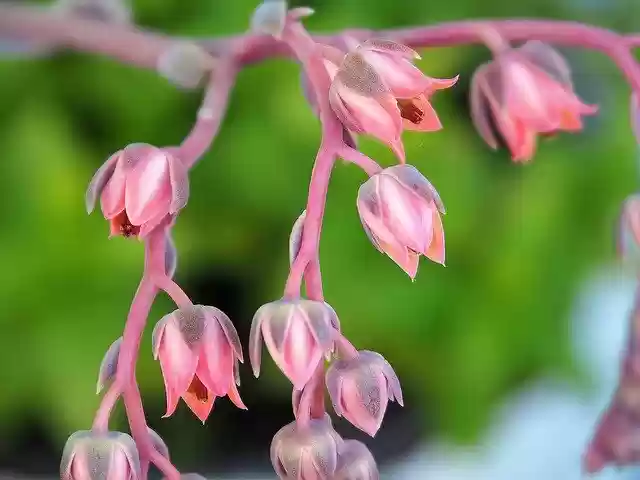 Free download Pink Flowers Romantic Bloom -  free photo or picture to be edited with GIMP online image editor