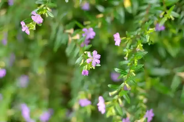 Free download Pink Flowers Tiny Shrub -  free photo or picture to be edited with GIMP online image editor
