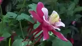 Free download Pink Flower Wind Pistils -  free video to be edited with OpenShot online video editor