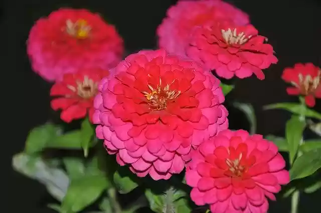 Free download Pink Gerbera -  free photo or picture to be edited with GIMP online image editor