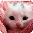 Pink Kitten  screen for extension Chrome web store in OffiDocs Chromium