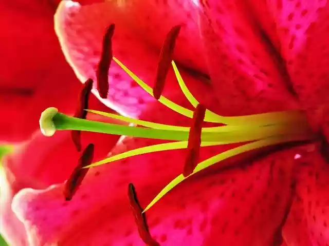 Pink lily  screen for extension Chrome web store in OffiDocs Chromium