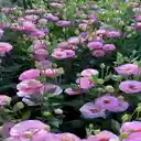 Pink Lisianthus wallpaper  screen for extension Chrome web store in OffiDocs Chromium