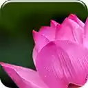 Pink Lotus  screen for extension Chrome web store in OffiDocs Chromium
