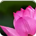 pink Lotus  screen for extension Chrome web store in OffiDocs Chromium