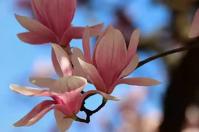 Bezpłatne pobieranie Pink Magnolia Spring Flowers - bezpłatne zdjęcie lub obraz do edycji za pomocą internetowego edytora obrazów GIMP