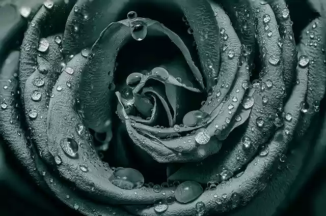 Free download Pink Nature Flower -  free free photo or picture to be edited with GIMP online image editor