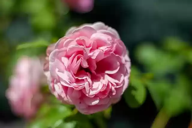 Free download Pink Nature Summer -  free photo or picture to be edited with GIMP online image editor