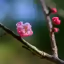 Pink Peach Branch  screen for extension Chrome web store in OffiDocs Chromium