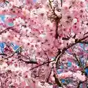 Pink peach tree  screen for extension Chrome web store in OffiDocs Chromium