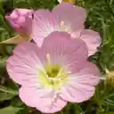 Pink Primrose Wallpaper  screen for extension Chrome web store in OffiDocs Chromium