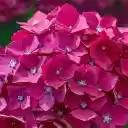 Pink purple flower  screen for extension Chrome web store in OffiDocs Chromium