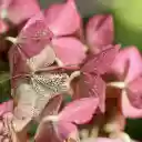 Pink purple flowers  screen for extension Chrome web store in OffiDocs Chromium