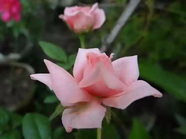 Free download Pink Rose Closeup -  free photo or picture to be edited with GIMP online image editor
