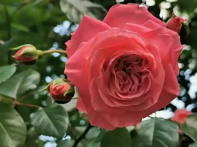 Free download Pink Rose Flower Blooming -  free photo or picture to be edited with GIMP online image editor