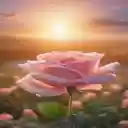 pink rose wallpaper  screen for extension Chrome web store in OffiDocs Chromium