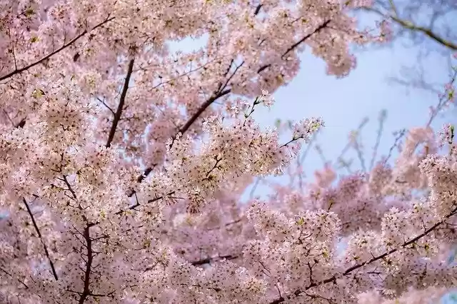 Free download Pink Tree Blossoms -  free photo or picture to be edited with GIMP online image editor