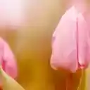 Pink Tulip Glow  screen for extension Chrome web store in OffiDocs Chromium