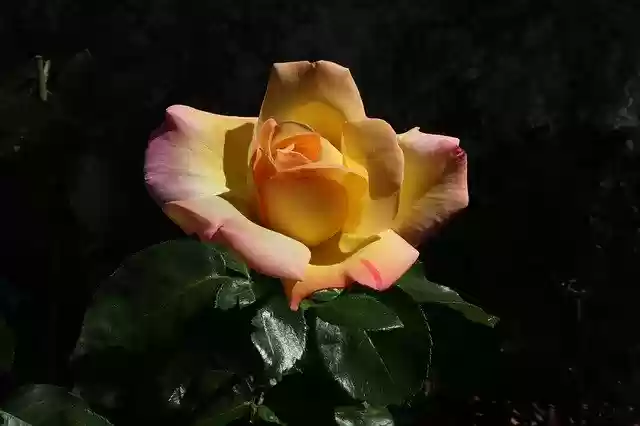 Free download Pink Yellow And Flowers -  free photo or picture to be edited with GIMP online image editor