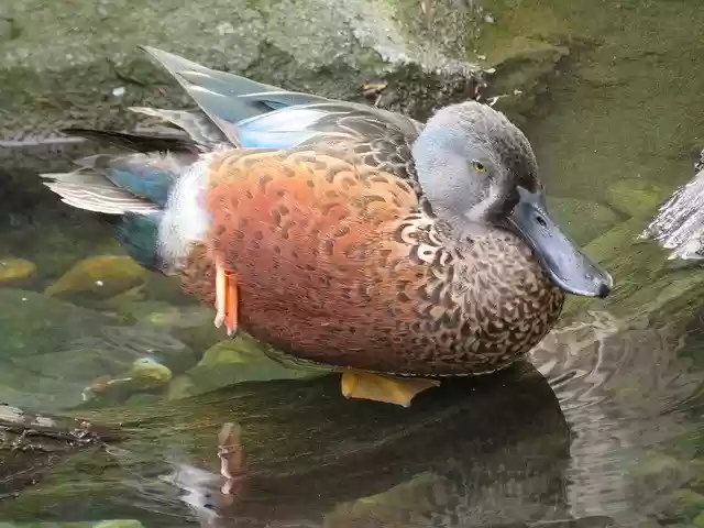 Free download Pintail Duck Feathers -  free free photo or picture to be edited with GIMP online image editor