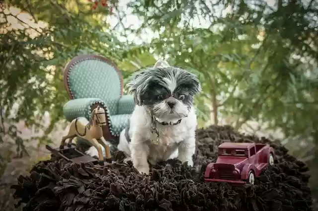 Free download pip miniature shihtzu shih tzu free picture to be edited with GIMP free online image editor