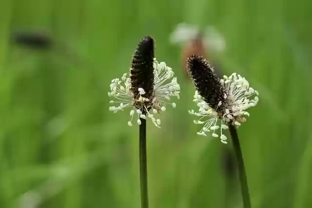 Free download plantain meadow plant wild herbs free picture to be edited with GIMP free online image editor
