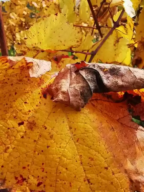 Free download Plant Autumn Wine -  free free photo or picture to be edited with GIMP online image editor