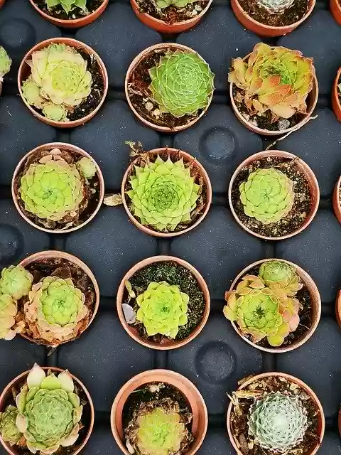 Free download Plant Black Green -  free photo or picture to be edited with GIMP online image editor