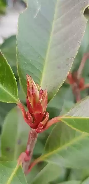 Free download Plant Blossom Bloom free photo template to be edited with GIMP online image editor